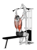 Muscles targeted: back